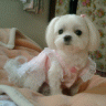 puppy2.jpg