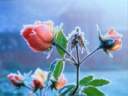 rose7.jpg