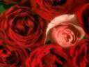 rose8.jpg
